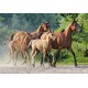 Пъзел - Purebred Arabians