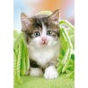 Пъзел - Kitten under the Blanket