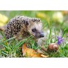 Пъзел - Hedgehog