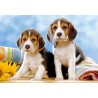 Пъзел - Beagle Puppies